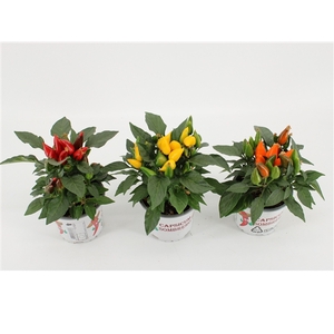 Capsicum annuum Favorit mix