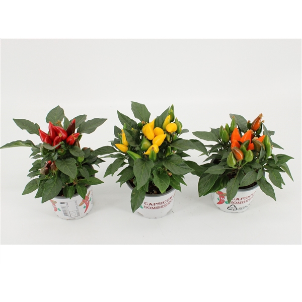 <h4>Capsicum annuum Favorit mix</h4>