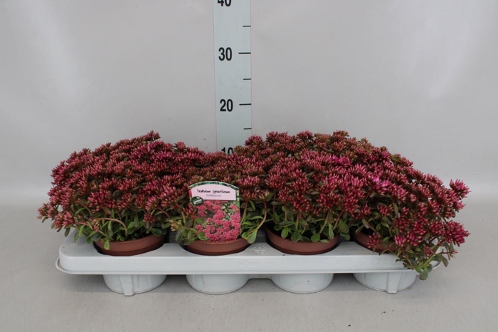 Sedum spurium 'Fuldaglut'