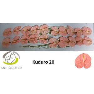 ANTH A KUDURO 20