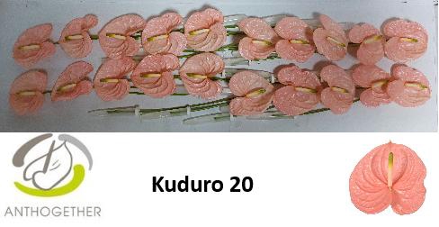 <h4>ANTH A KUDURO 20</h4>