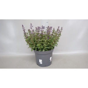 Nepeta faassenii