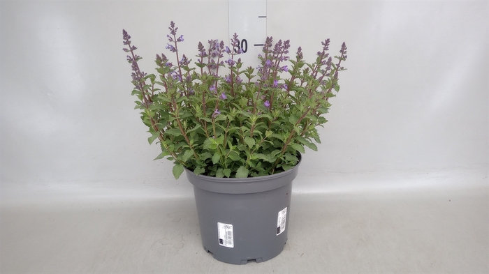 <h4>Nepeta faassenii</h4>