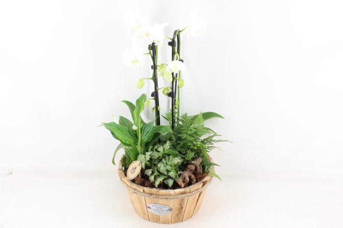 <h4>arr2 PL - Hout basket phal. cascade wit</h4>