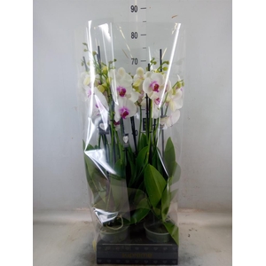 Phalaenopsis  'Red Lips'