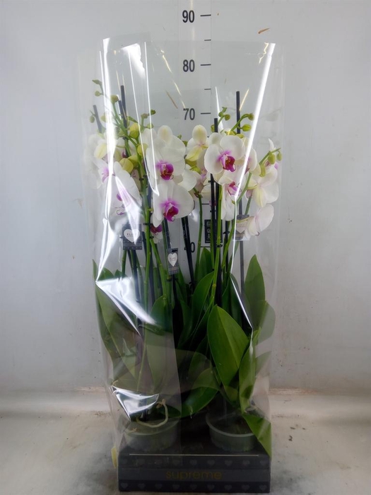 <h4>Phalaenopsis  'Red Lips'</h4>