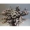 Greens - Spray Brunia (Nodiflora)
