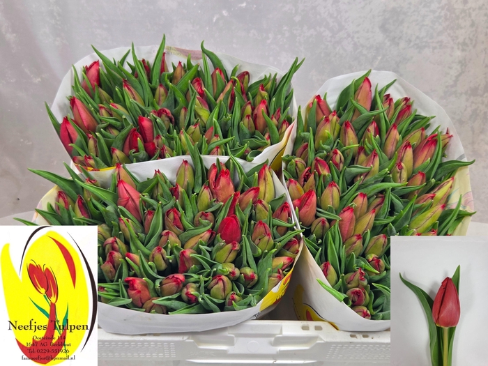 <h4>TU EN CHEIROSA</h4>