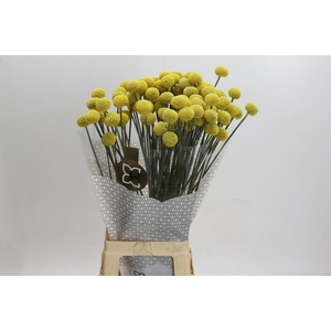 Craspedia globosa Paintball Jumbo