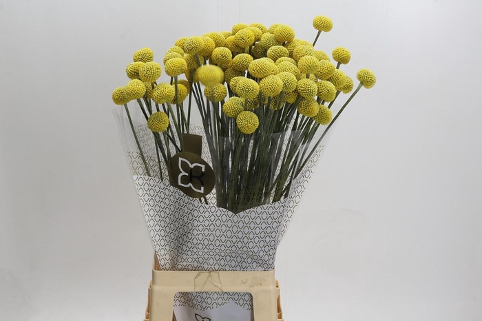 <h4>Craspedia globosa Paintball Jumbo</h4>