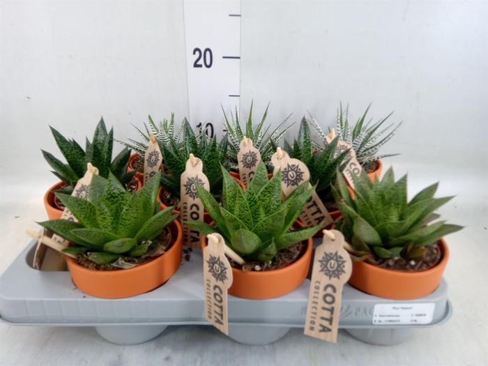 <h4>Aloe   ...mix</h4>