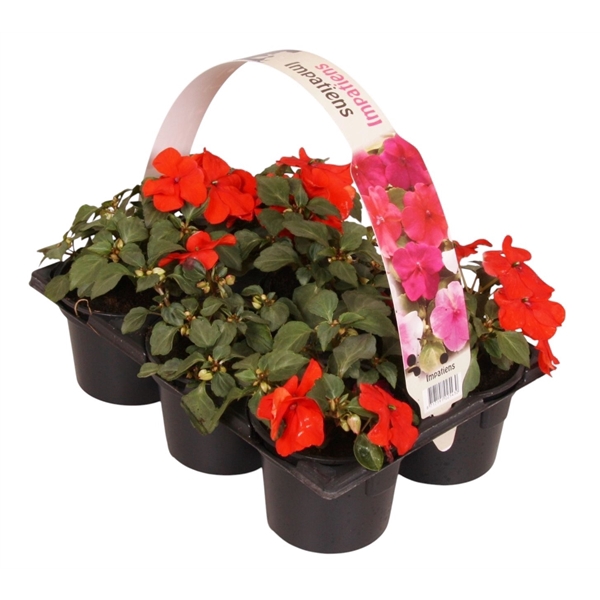 <h4>Impatiens Walleriana rood 6p</h4>