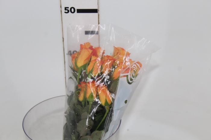 <h4>ROSA MIRACLE 040 CM ESTUFA</h4>