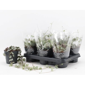 Ceropegia woodii 12Ø 55cm