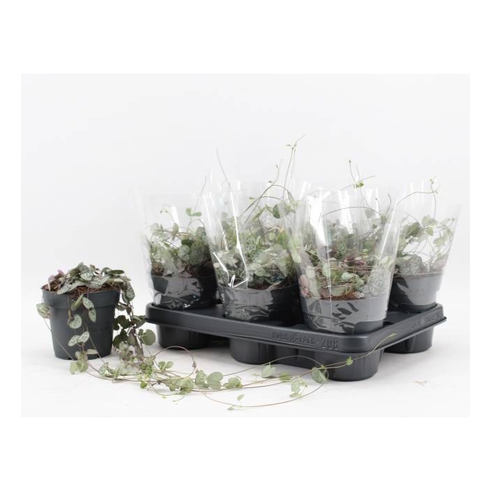 <h4>Ceropegia woodii 12Ø 55cm</h4>
