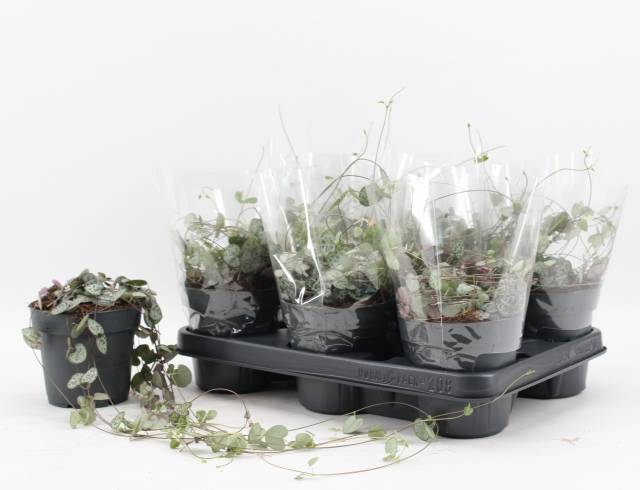 Ceropegia woodii 12Ø 55cm