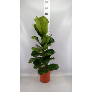 Ficus lyrata