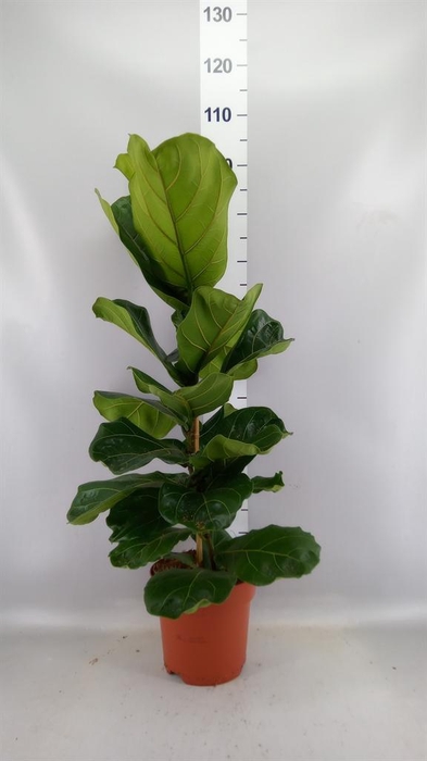 <h4>Ficus lyrata</h4>