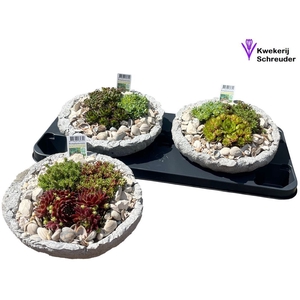 ARR TUINPLANTEN