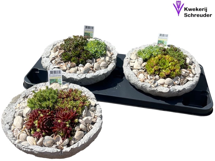 <h4>ARR TUINPLANTEN</h4>