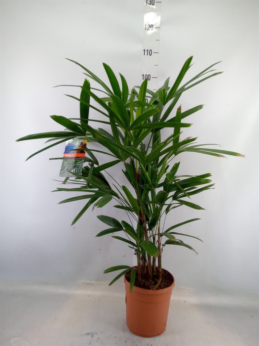 <h4>Rhapis excelsa</h4>