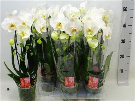 <h4>Phal El Cascade</h4>