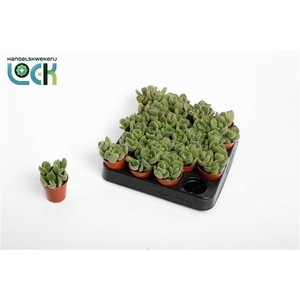 Cotyledon Ladismithiensis tanz