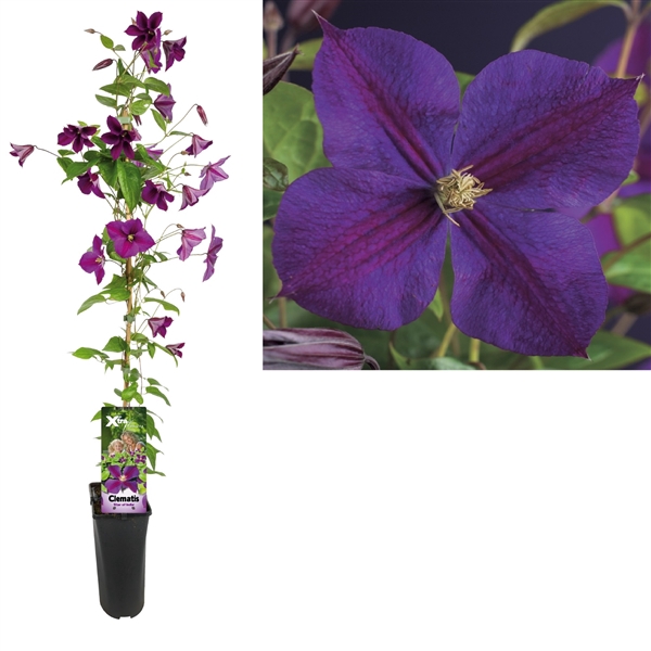 <h4>Clematis 'Star of India' +light label</h4>