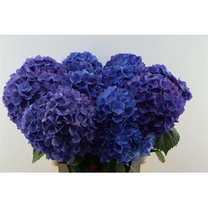 Hydr M Pimpernel 80-22