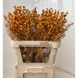 ILEX VE GOLD VERBOOM