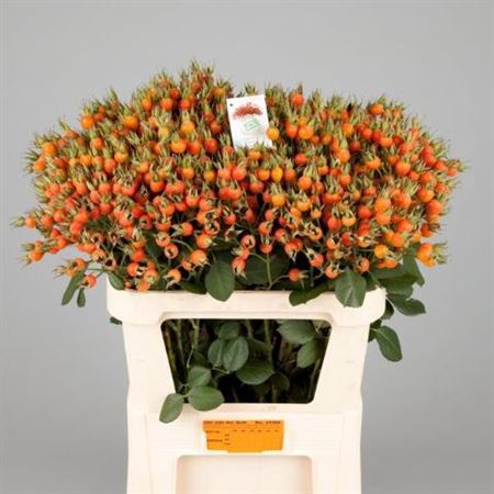 <h4>Rosa Pumpkin</h4>