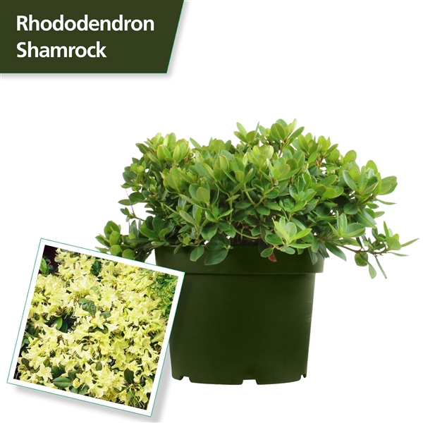 <h4>Rhododendron 'Shamrock'</h4>