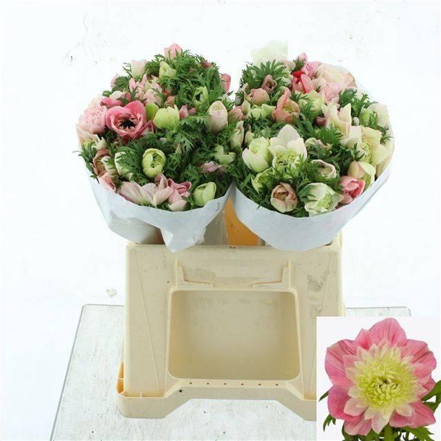 <h4>ANEM CO FSTAR PINK SUPER</h4>