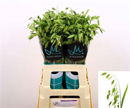 <h4>Chasmanth Latifolium 70 Cm</h4>
