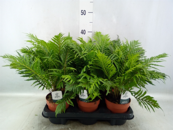 <h4>Blechnum gibbum 'Silver Lady'</h4>