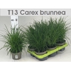 Carex Brunnea