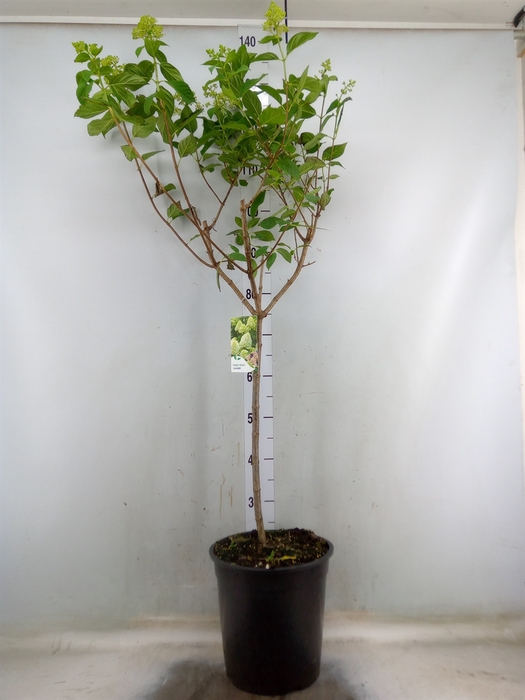 <h4>Hydrangea pan. 'Limelight'</h4>