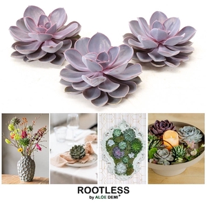 ROOTLESS Purple pearl 12-14 cm, solo