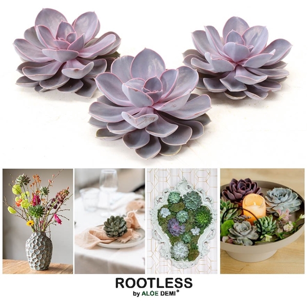 <h4>ROOTLESS Purple pearl 12-14 cm, solo</h4>