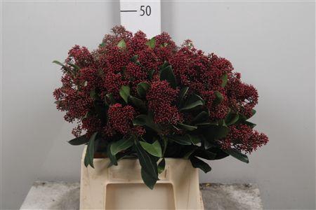 <h4>Skim J Rubella Bs</h4>