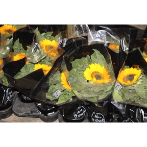 GIRASSOL MINI SUN BRIGHT P15