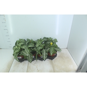 APHELANDRA COM FLOR P15 COM FLOR