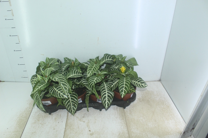 <h4>APHELANDRA COM FLOR P15 COM FLOR</h4>