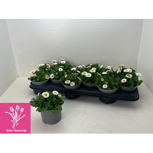 BELLIS P KL RU WHITE