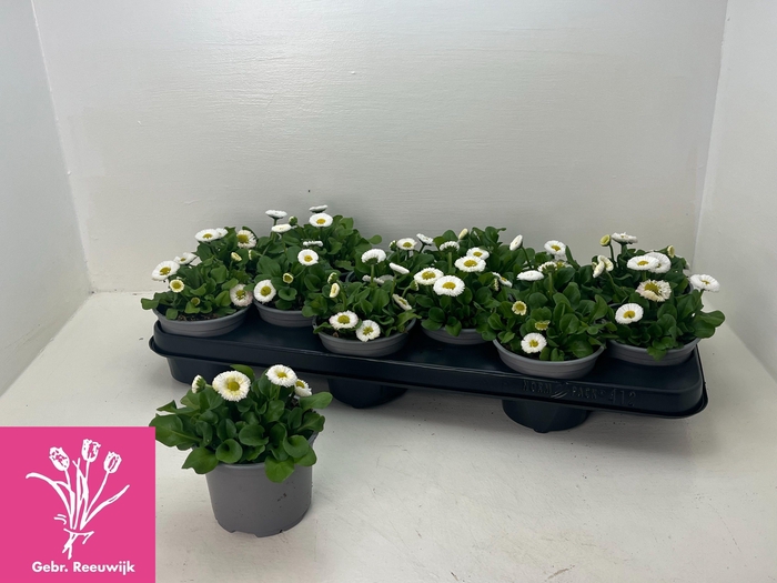 <h4>BELLIS P KL RU WHITE</h4>