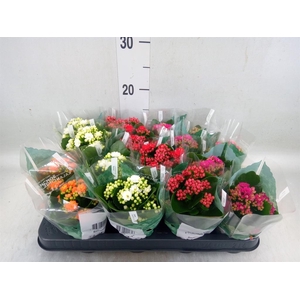 Kalanchoe blos. 'Rosalina'  ..mix 5