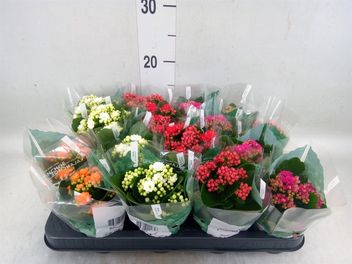 <h4>Kalanchoe blos. 'Rosalina'  ..mix 5</h4>