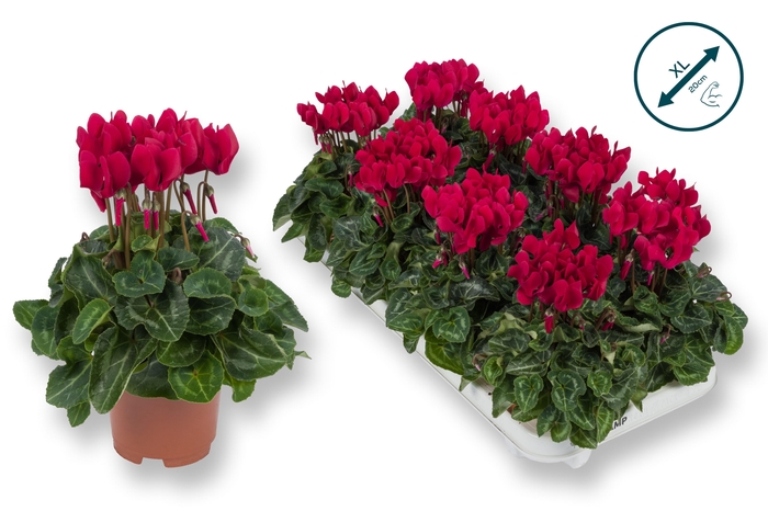 <h4>Cyclaam-XL-WIJNROOD</h4>