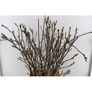 Magnolia Grandiflora