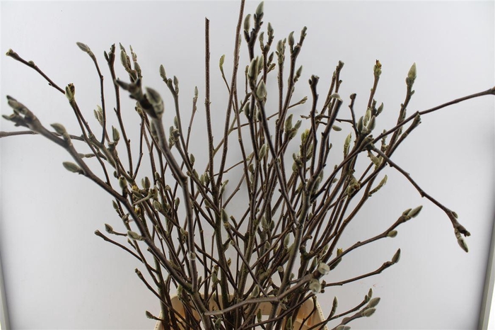 <h4>Magnolia Grandiflora</h4>